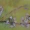 kersenbloesem 120 x 40 acrylverf op doek